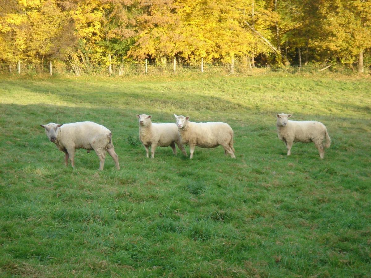 Domaine De Varenne Bed & Breakfast Saint-Amand-en-Puisaye Luaran gambar